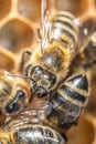 Closeup macro of bees on wax frame honeycomb in apiary Honey bee hive with selective focus Royalty Free Stock Photo