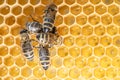 Closeup macro of bees on wax frame honeycomb in apiary Honey bee hive with selective focus