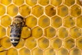 Closeup macro of bees on wax frame honeycomb in apiary Honey bee hive with selective focus