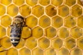 Closeup macro of bees on wax frame honeycomb in apiary Honey bee hive with selective focus Royalty Free Stock Photo