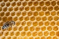 Closeup macro of bees on wax frame honeycomb in apiary Honey bee hive with selective focus Royalty Free Stock Photo