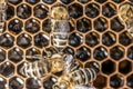 Closeup macro of bees on wax frame honeycomb in apiary Honey bee hive with selective focus Royalty Free Stock Photo