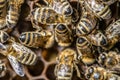 Closeup macro of bees on wax frame honeycomb in apiary Honey bee hive with selective focus Royalty Free Stock Photo