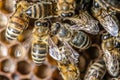 Closeup macro of bees on wax frame honeycomb in apiary Honey bee hive with selective focus Royalty Free Stock Photo