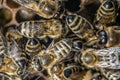 Closeup macro of bees on wax frame honeycomb in apiary Honey bee hive with selective focus Royalty Free Stock Photo