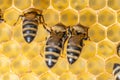 Closeup macro of bees on wax frame honeycomb in apiary Honey bee hive with selective focus Royalty Free Stock Photo