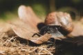Closeup macro black snail on green leaf Royalty Free Stock Photo