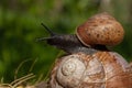 Closeup macro black snail on green leaf Royalty Free Stock Photo
