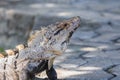 Closeup, macro of a Black spiny-tailed iguana, Black iguana, or Black ctenosaur. Riviera Maya, Cancun, Mexico. Royalty Free Stock Photo