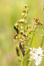 Closeup macro of black and yellow striped toxic zebra caterpillars eating from plant during summer, day time. Broekpolder Royalty Free Stock Photo