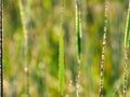 Closeup Macro of Blades of Grass Covered with Dew Droplets Reflecting the Sun on a Summer Morning at Sunrise in Landscape