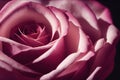 Closeup ravishing realistic detail intricate beauty of vivid red rose flower.