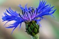 Closeup macro of a blue bonnet flower