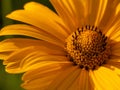 Closeup macro of bright yellow flower of false sunflower Heliopsis helianthoides var.scabra. Horizontal summer backdrop