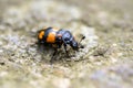 Closeup or macro of a bug or insect