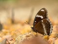 Closeup macro of butterfly eating food in jungle the beauty of nature