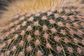 Closeup macro cactus details stock photo Royalty Free Stock Photo