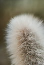 Closeup macro cactus details stock photo Royalty Free Stock Photo