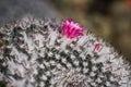 Closeup macro cactus details stock photo Royalty Free Stock Photo