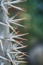 Closeup macro cactus details stock photo Royalty Free Stock Photo