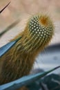 Closeup macro cactus details stock photo Royalty Free Stock Photo