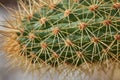 Closeup macro cactus details stock photo Royalty Free Stock Photo