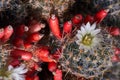 Closeup macro cactus details stock photo Royalty Free Stock Photo