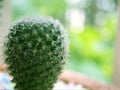 Closeup macro cactus Mammillaria desert plants with water drops and green blurred background Royalty Free Stock Photo