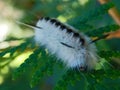 Closeup macro of caterpillar with face black white feathery Royalty Free Stock Photo