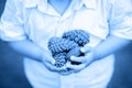 Closeup macro of child boy hands holding a bunch of pine cones. Toned with color of year classic blue shades. Monochrome image