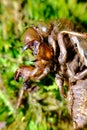 Macro Cicada Locust Exoskeleton