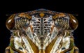 Closeup Macro Cicada Locust