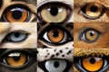 Closeup macro collage of animal eyes from many different species