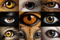 Closeup macro collage of animal eyes from many different species