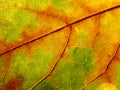 Closeup Macro Detail of Autumn Fall Colored Leaf with Veins Royalty Free Stock Photo