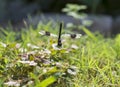 Closeup detail of Band-winged Dragonlet dragonfly on blade of grass