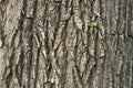 Closeup macro detail of old aged beautiful oak maple tree bark barque. Natural wooden textured abstract tree background unusual Royalty Free Stock Photo