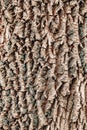 Macro detail of old aged beautiful oak maple tree bark barque. Natural wooden textured abstract tree background Royalty Free Stock Photo