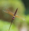 Closeup detail of red eyed dragonfly on plant stalk