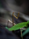 Closeup macro detail selective focus of praying mantis mantodea insect in Amazon rainforest jungle Sauce Tarapoto Peru Royalty Free Stock Photo