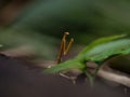 Closeup macro detail selective focus of praying mantis mantodea insect in Amazon rainforest jungle Sauce Tarapoto Peru Royalty Free Stock Photo
