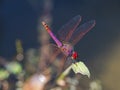 Closeup detail of violet dropwing dragonfly on grass in garden