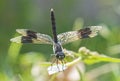 Closeup detail of wandering glider dragonfly on plant leaf Royalty Free Stock Photo