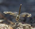 Closeup detail of wandering glider dragonfly on stone Royalty Free Stock Photo