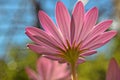 Closeup of beautiful pink African daisy whit fantastic light