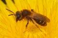Closeup macro of female short-fringed mining bee , Andrena dorsata, collecting pollen from a yellow dandelion flower Royalty Free Stock Photo