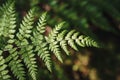Closeup Or Macro Of A Fern In The Forest Or Woods