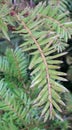 Closeup macro fir tree branch Christmas rain drops on it