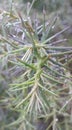 Closeup macro fir tree branch Christmas rain drops on it