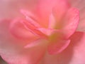 Closeup macro flower of pink petals begonia flower with blurred background , soft focus ,sweet color for wedding card design, rose Royalty Free Stock Photo